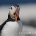 puffin_atlantic_msi_h_0857_can1886.jpg